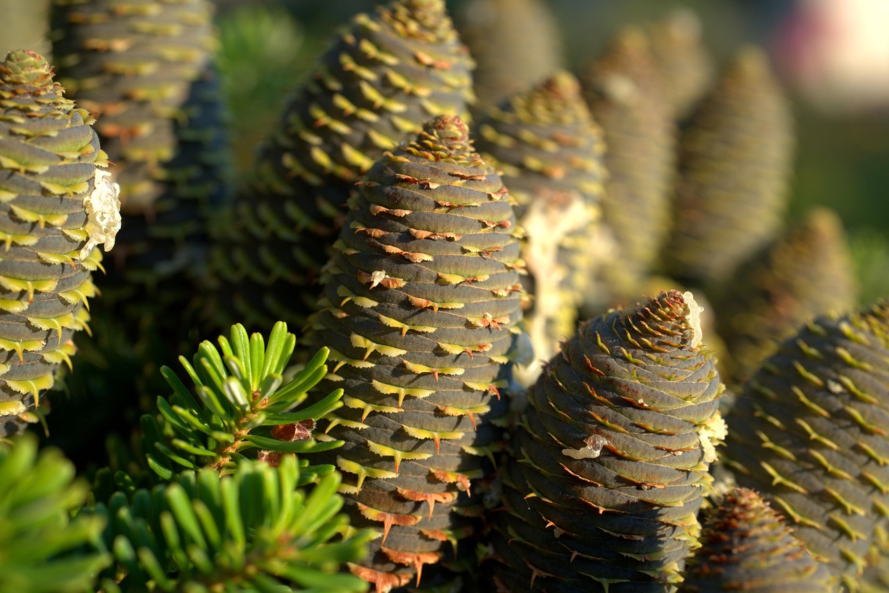 How Fast Does Black Hills Spruce Grow? Growth Rate Guide