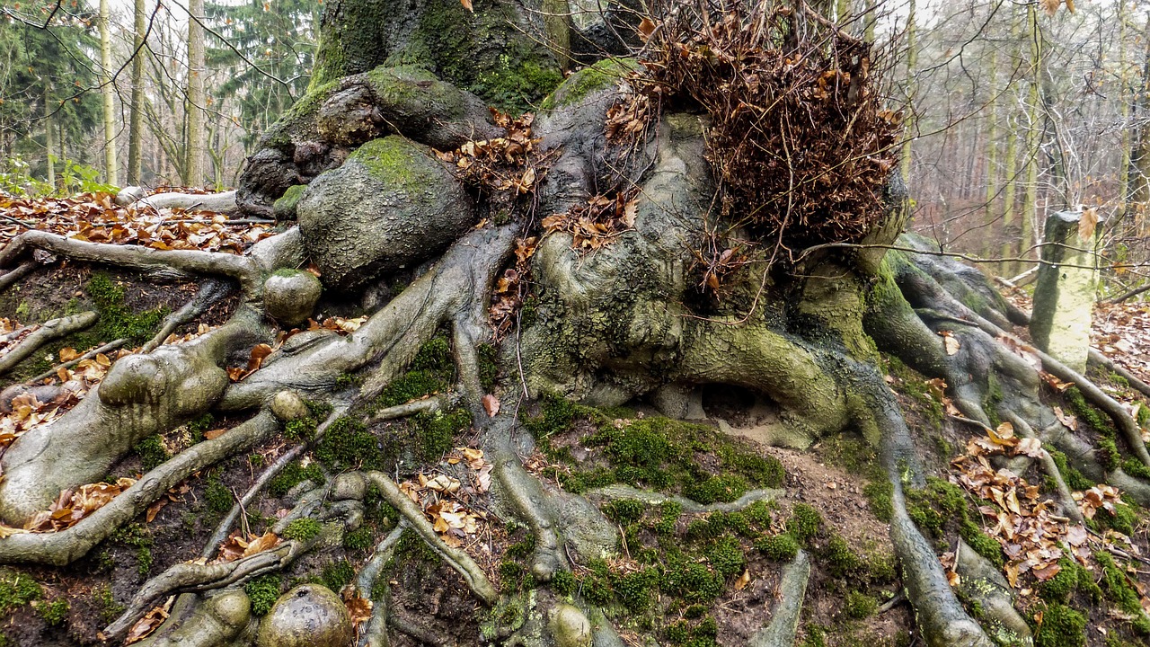 Cutting Roots of a Tree: Tools, Techniques, and Professional Tips
