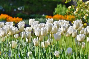 Tulip Tree Growing Zone