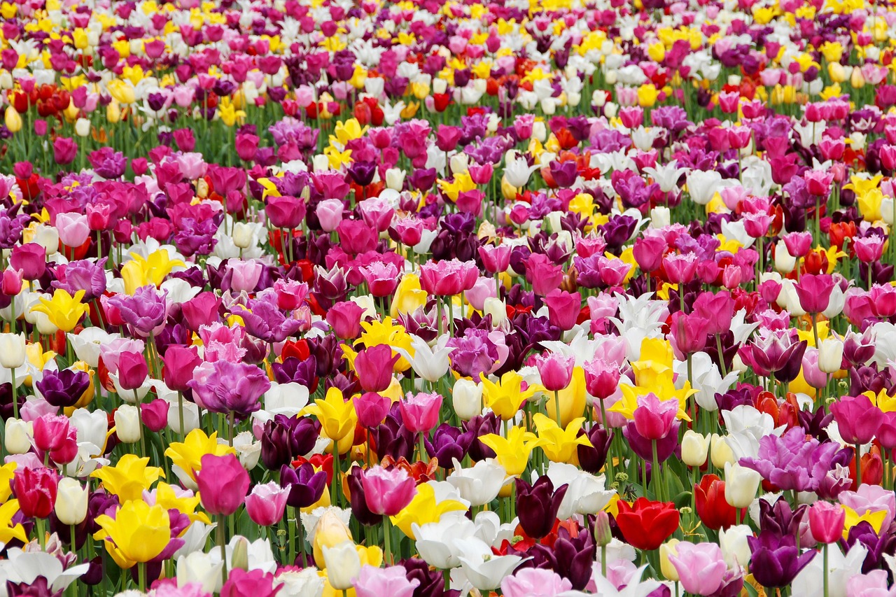 Tulip Tree Growing Zone: Best Places to Plant & Grow