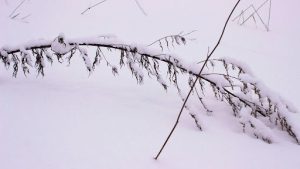 Optimal Seasons for Willow Cuttings