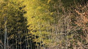 Late Fall Planting
