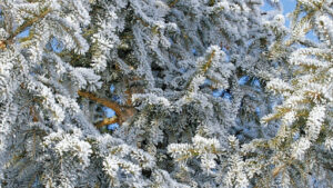 American Holly Evergreen Trees