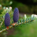 American Holly Evergreen Trees