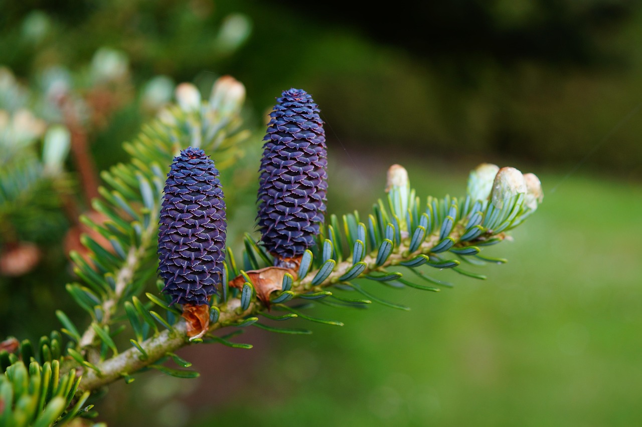American Holly Evergreen Trees: Year-Round Garden Beauty