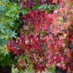 American Holly Tree Seeds