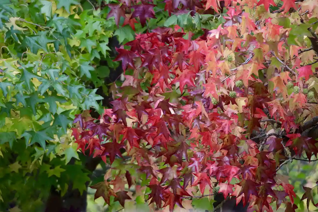 American Holly Tree Seeds: Planting and Growing Guide