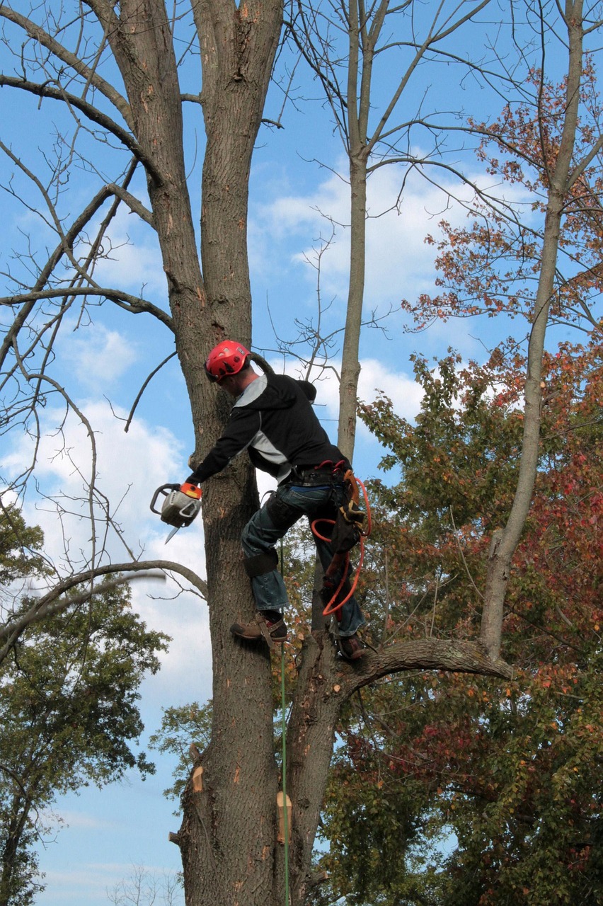 Belleville NJ Arborist Value the Community