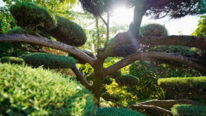 Growing American Holly Evergreen Trees