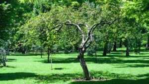 Planting American Holly Evergreen Trees