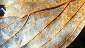Seasonal Changes in Silver Maple Leaf Identification