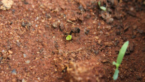 Sowing American Holly Seeds