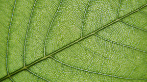 Practical Tips for Beginners on Silver Maple Leaf Identification 