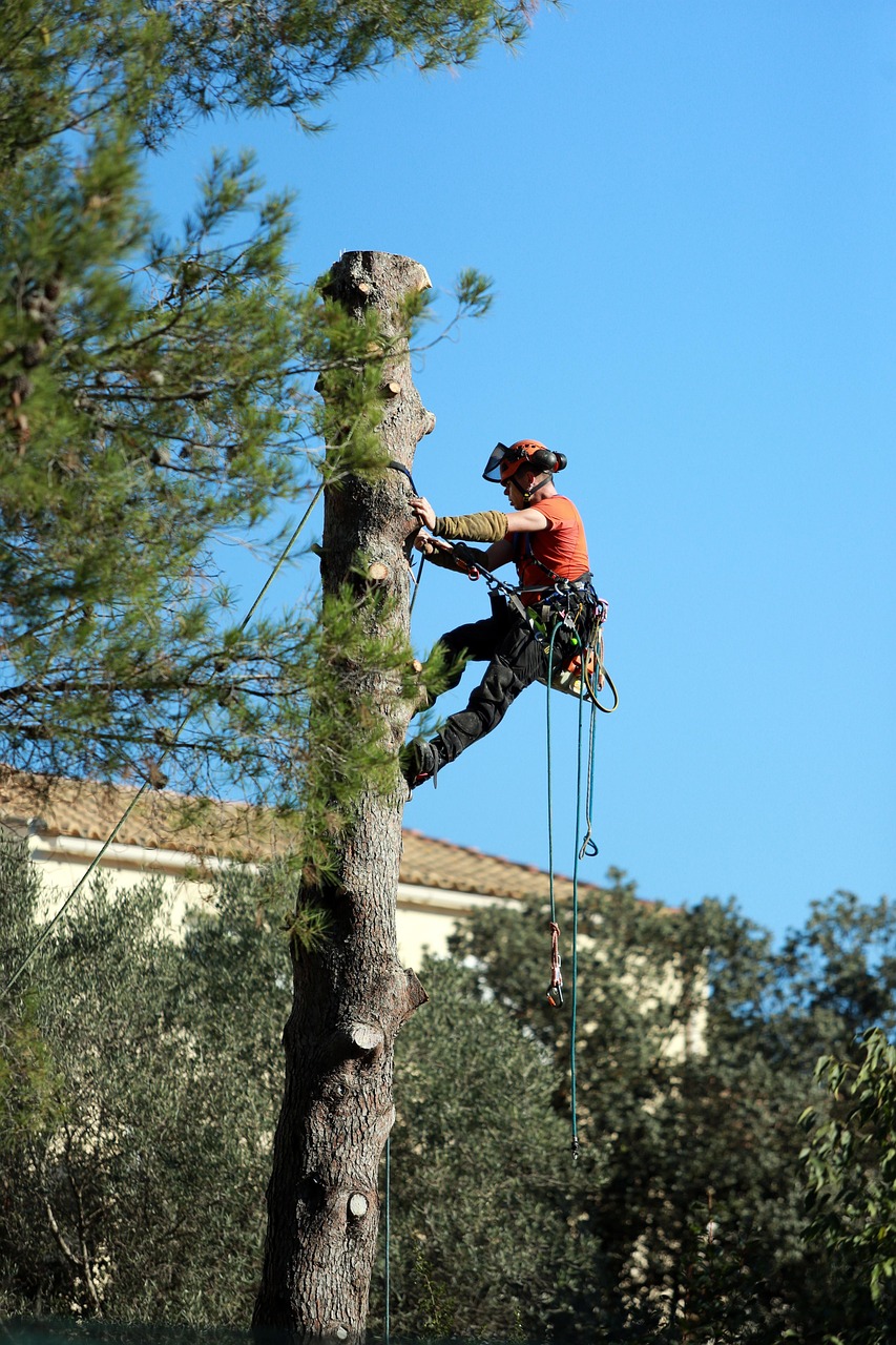 Tree Pruning & Tree Trimming Belleville NJ