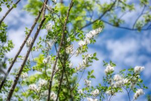 Tulip Poplar Tree Grow