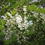 Black Locust Blossom