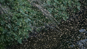 Black Locust Blossom from Seed