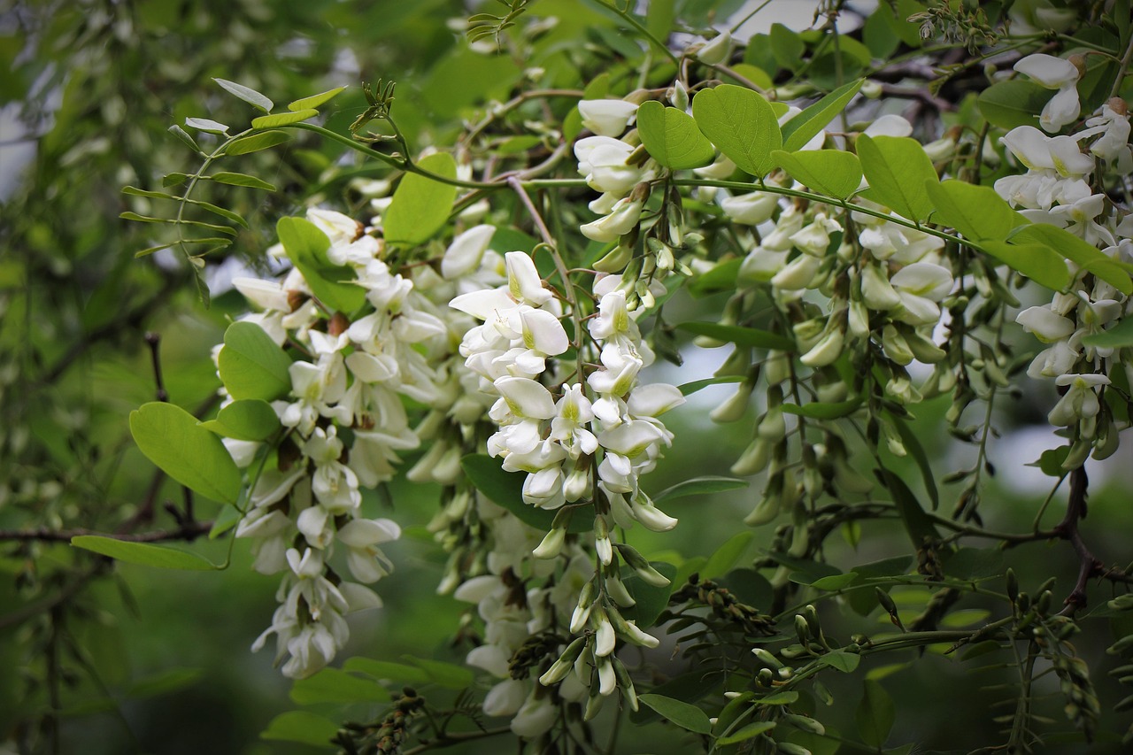 How to Grow a Black Locust Blossom from Seed