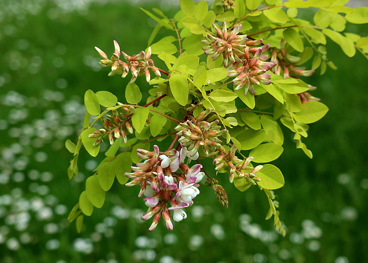 Black Locust Flower Benefits: Health and Uses Explained