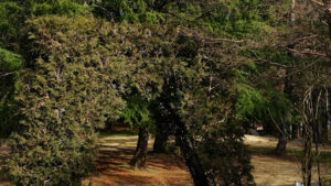 Black Locust Tree Growing Zone