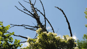 Grow a Black Locust Blossom