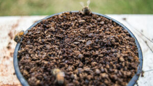 How to Grow a Black Locust Blossom