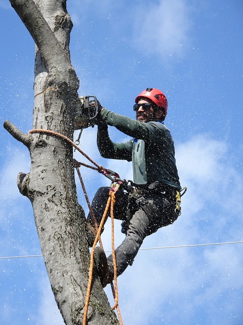 Tree Removal Service in North Jersey