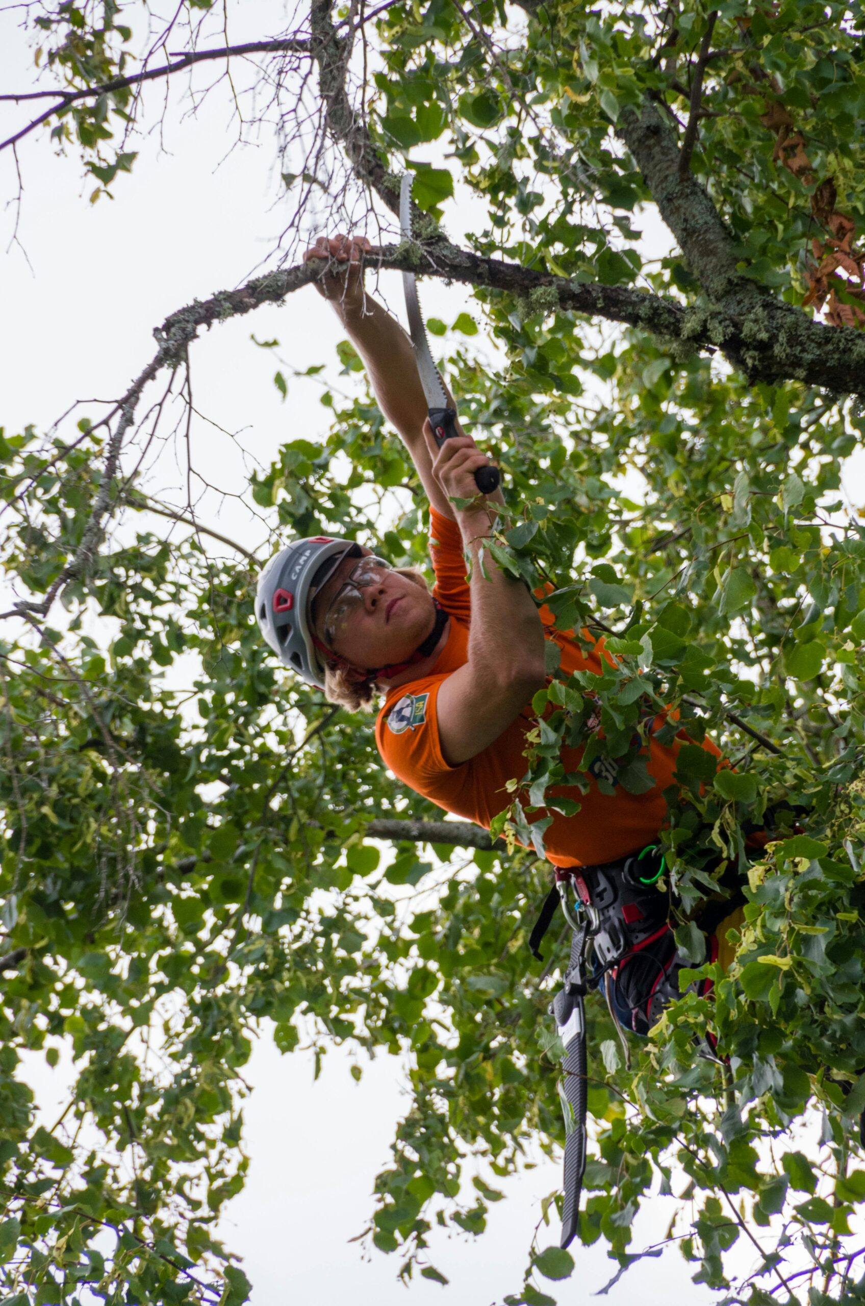 Tree Service Elizabeth NJ