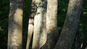 Conditions & Timing for Paper Birch Tree Seeds