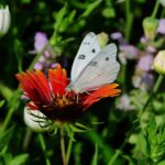 Ginkgo Tree Growth Rate