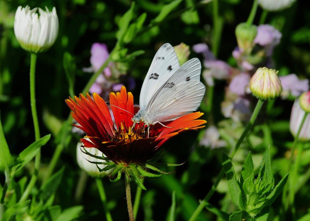 Ginkgo Tree Growth Rate: How Fast Does Ginkgo Biloba Grow?