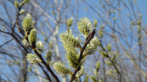 How Long Does It Take for a Willow Tree to Grow in Ideal Conditions
