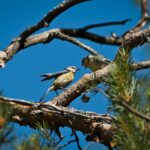 How to Move a Small Tree Without Killing It