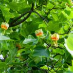 What Does a Tulip Tree Look Like