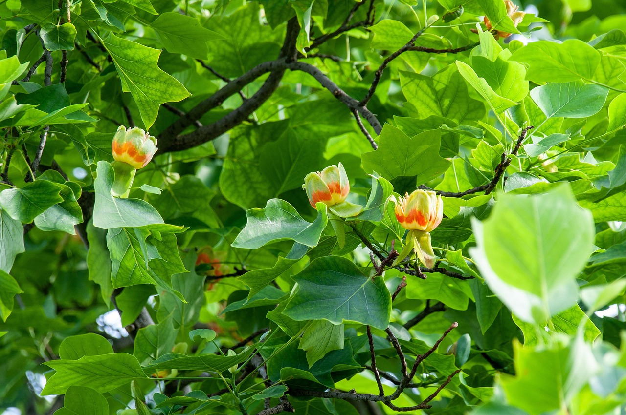 What Does a Tulip Tree Look Like: Key Identification Features