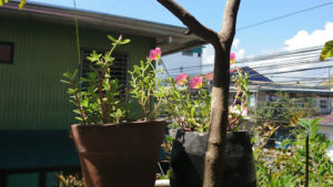 ginkgo biloba tree growth rate for home gardens