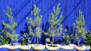 ginkgo tree growth rate per year for landscaping