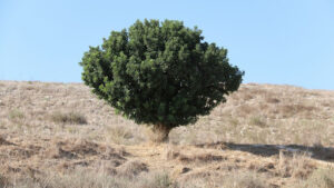 how fast does a ginkgo tree grow in urban areas