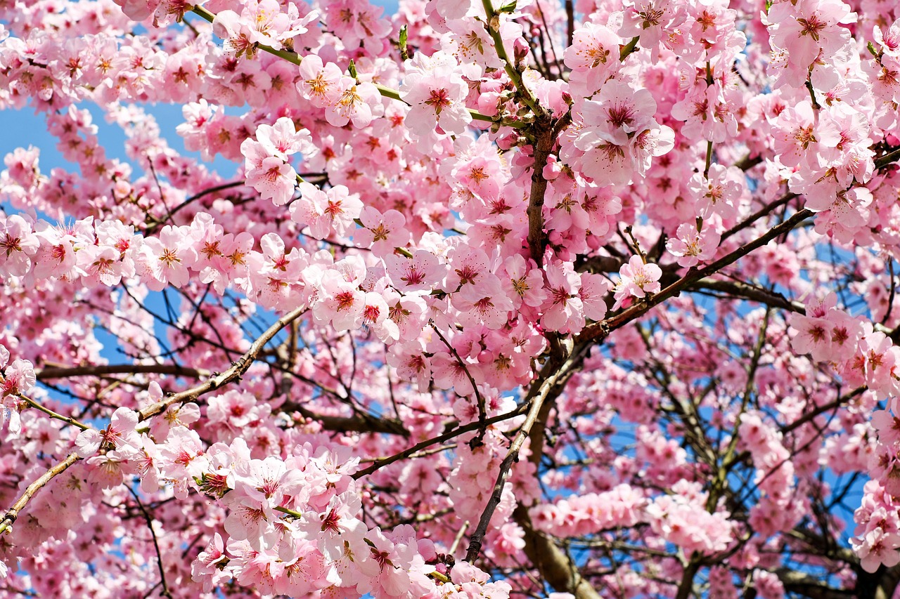 What Are The Most Popular Cherry Blossom Trees?