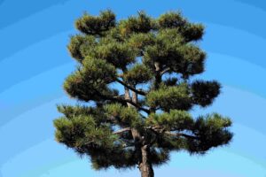 how to tell if a pine tree needs more or less water