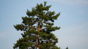 pine tree watering schedule for newly planted trees