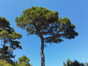 soil types affecting pine tree moisture retention