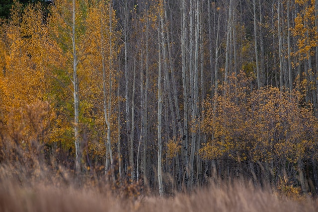 Birch and Aspen Trees
