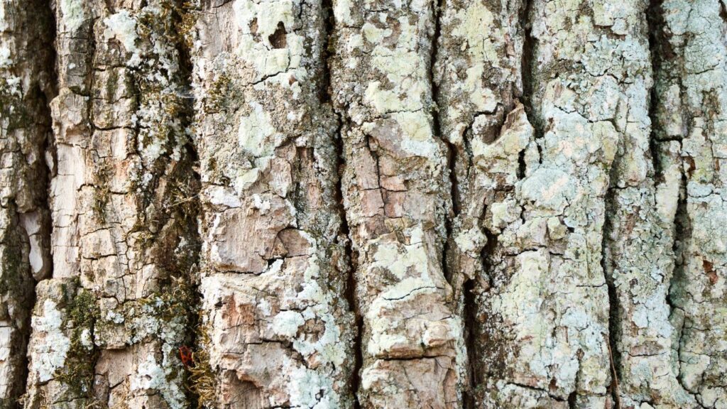 difference between aspen and birch