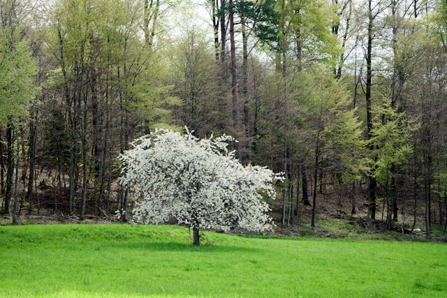 dogwood bloom in nj
